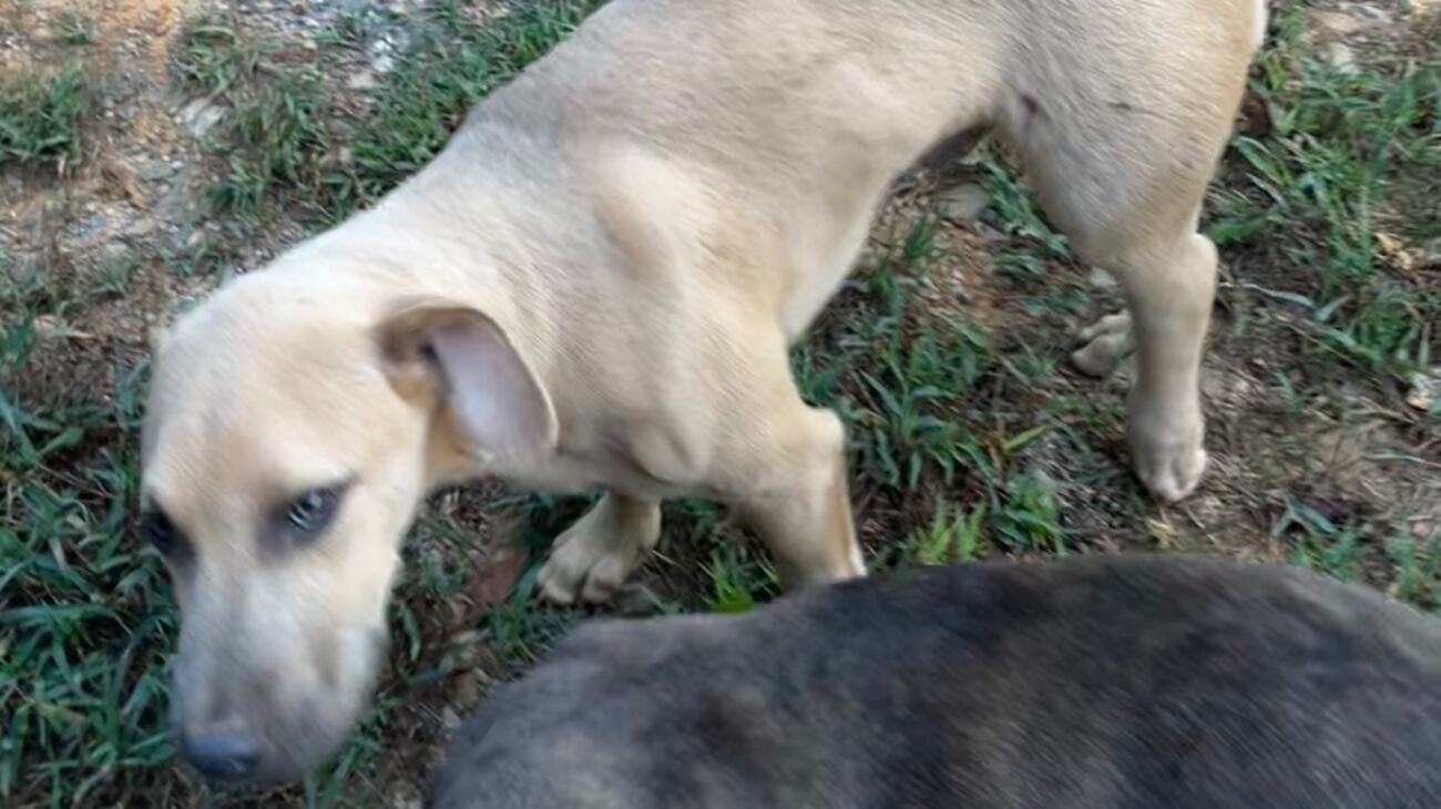 2 dogs shot, killed and multiple injured in Chilton County