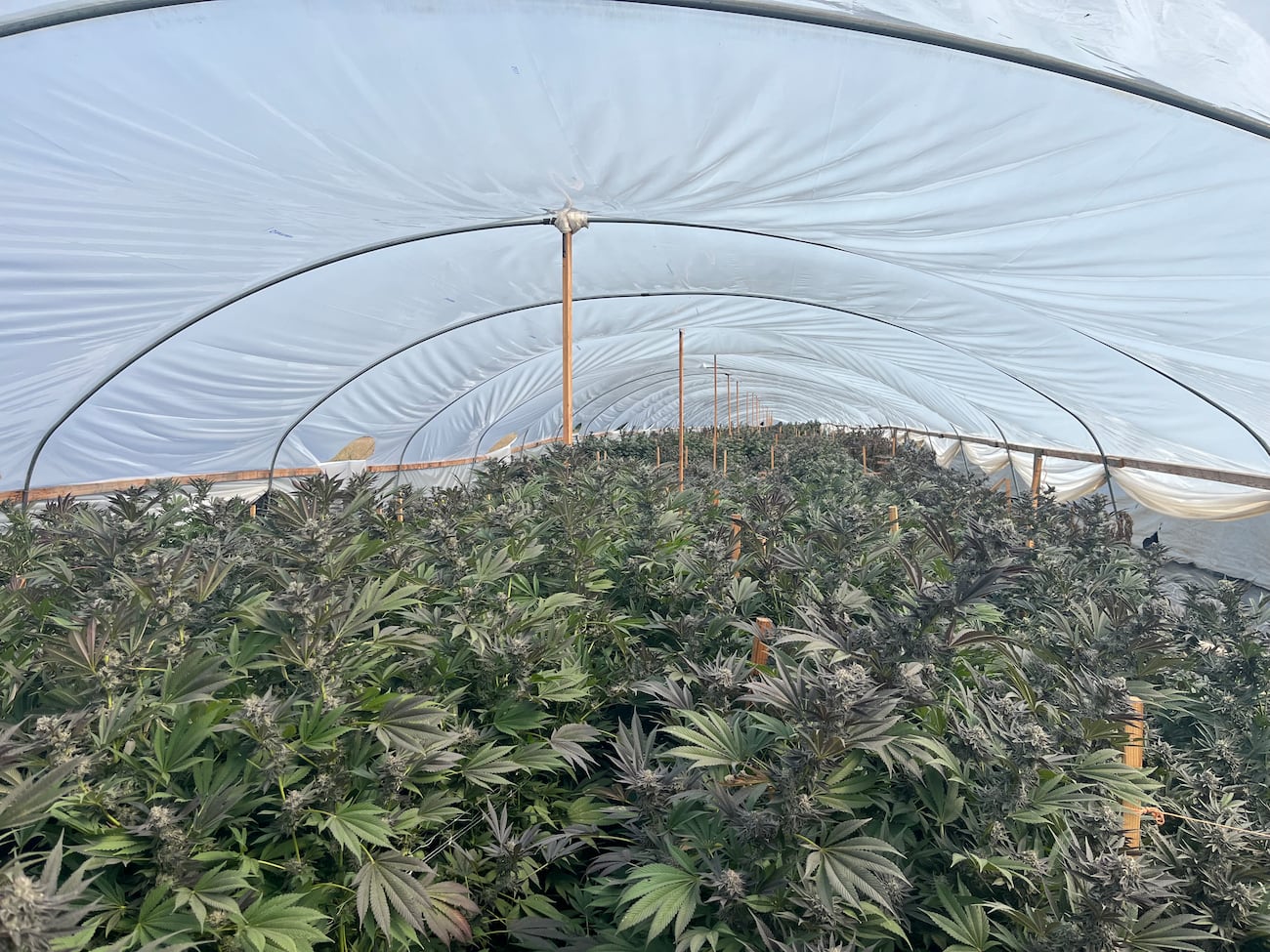 Authorities seized over 110,000 marijuana plants and 81,000 pounds of bulk cannabis across...