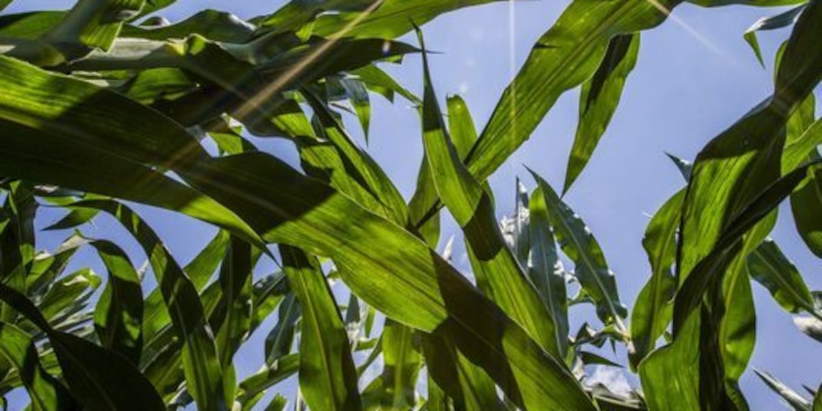 ‘Corn Sweat’ adds to high heat and humidity in the Midwest