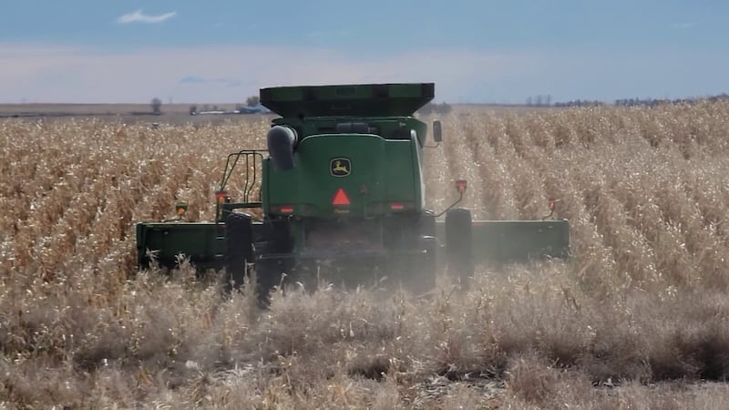 File - A combine at harvest time