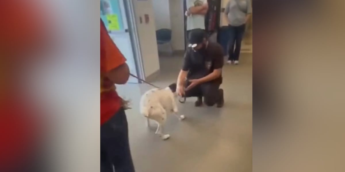 ‘Happy tears’: Owner reunites with missing dog found 8 months later at animal shelter