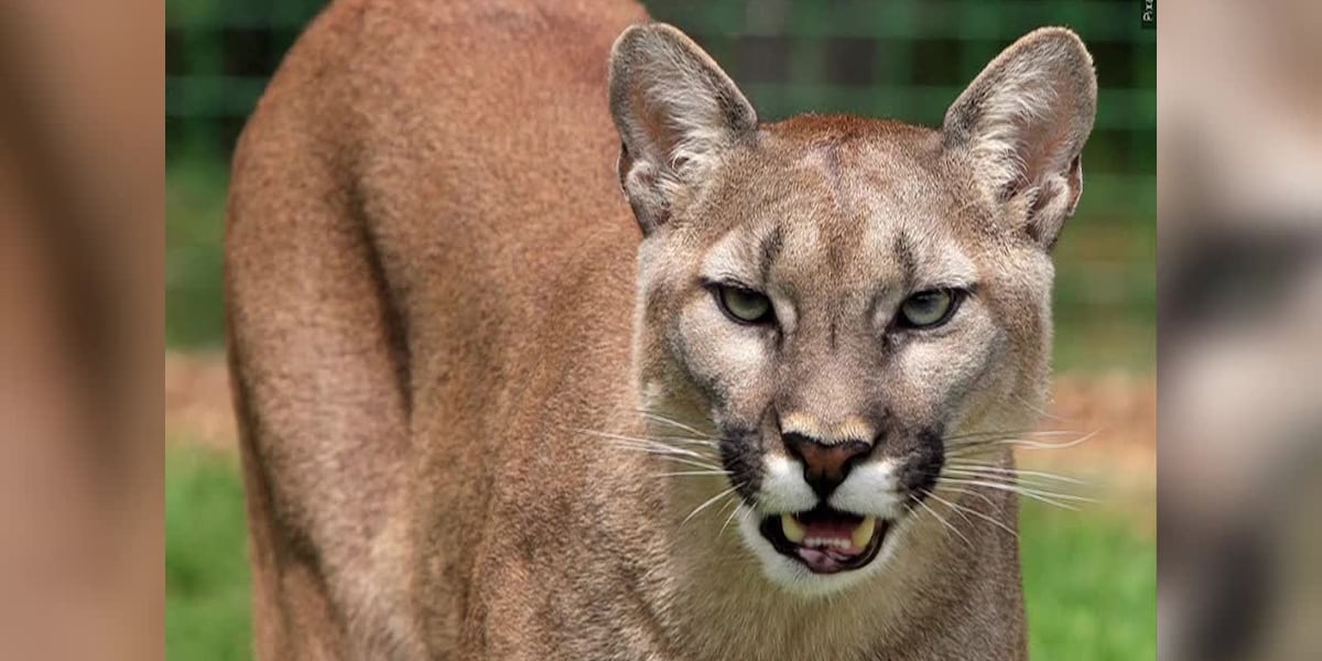Possible mountain lion sighting reported near residential homes in Mapleton
