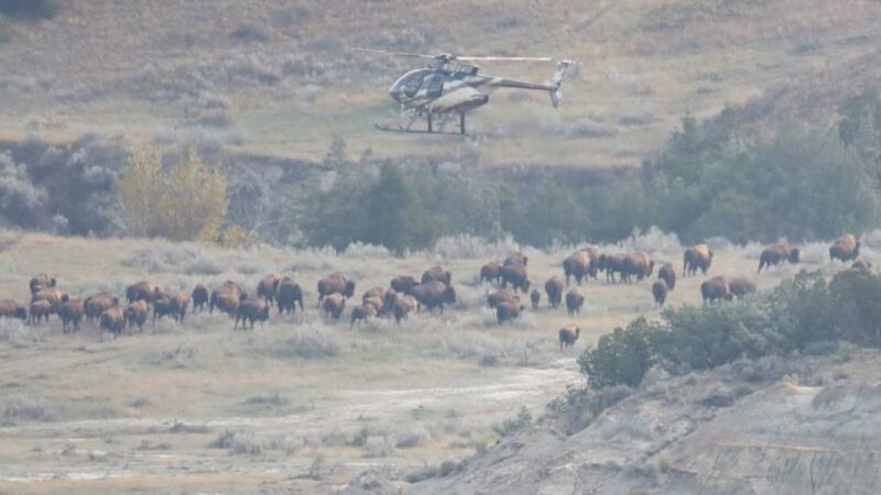 File - 2023 Bison roundup in Theodore Roosevelt National Park