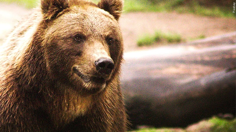 Bear attack