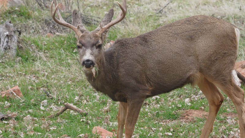 Mule deer buck
