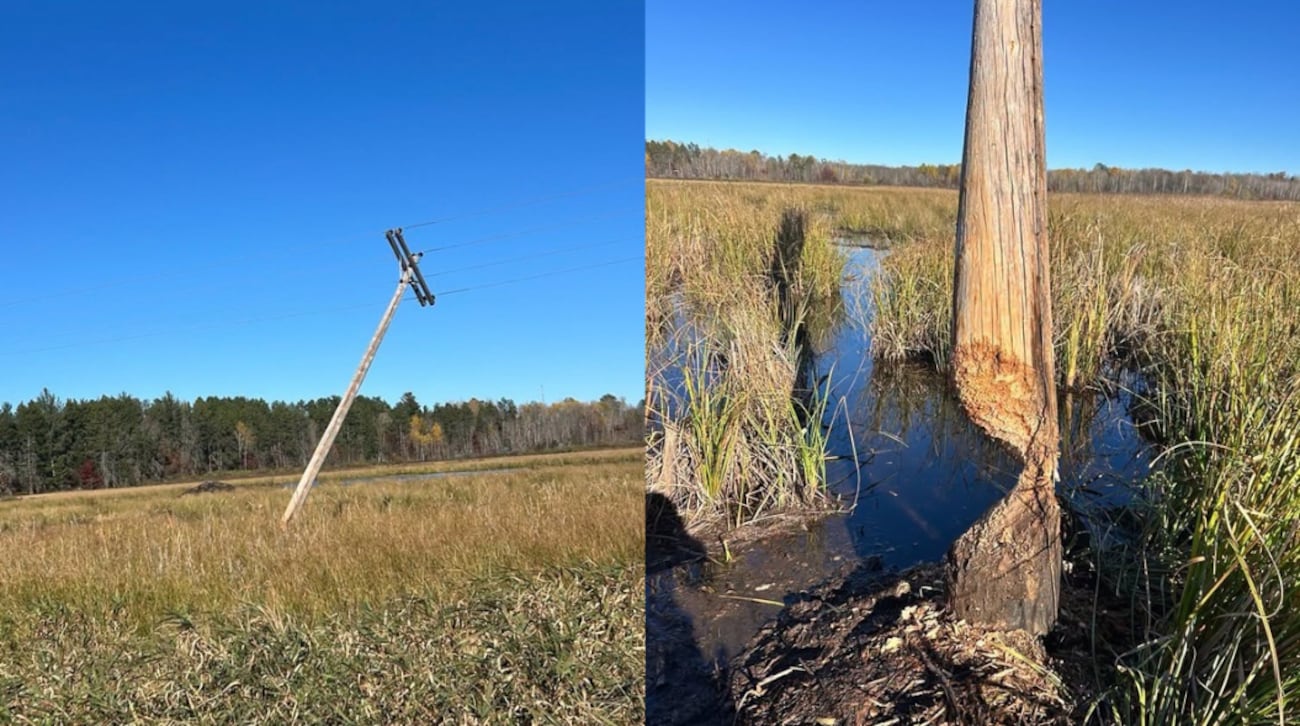 A utility pole near Outing, Minnesota, leans after being chewed through by a beaver, as shown...