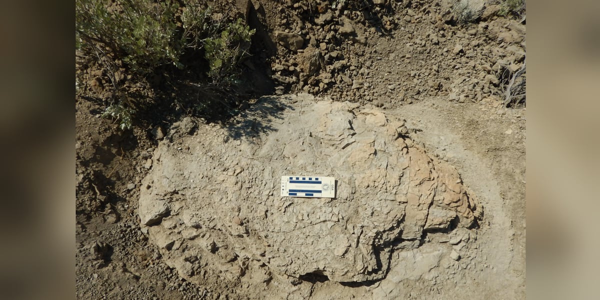 First-ever adult Tyrannosaurus rex trackway discovered in North Dakota badlands - Valley News Live image