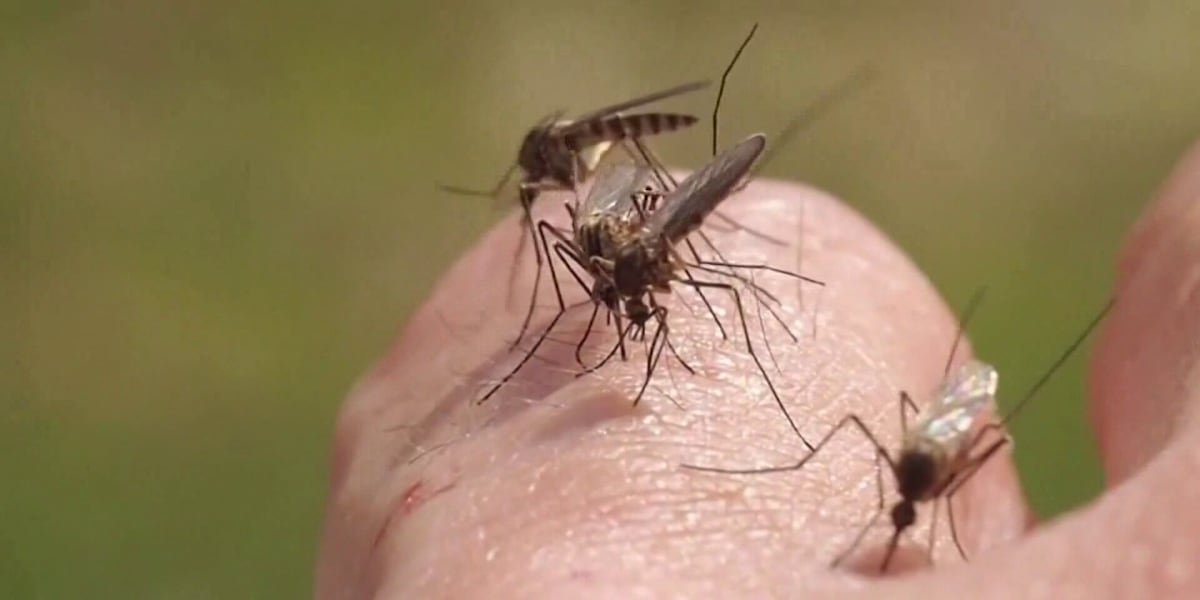 Grand Forks schedules citywide mosquito spraying for Wednesday night