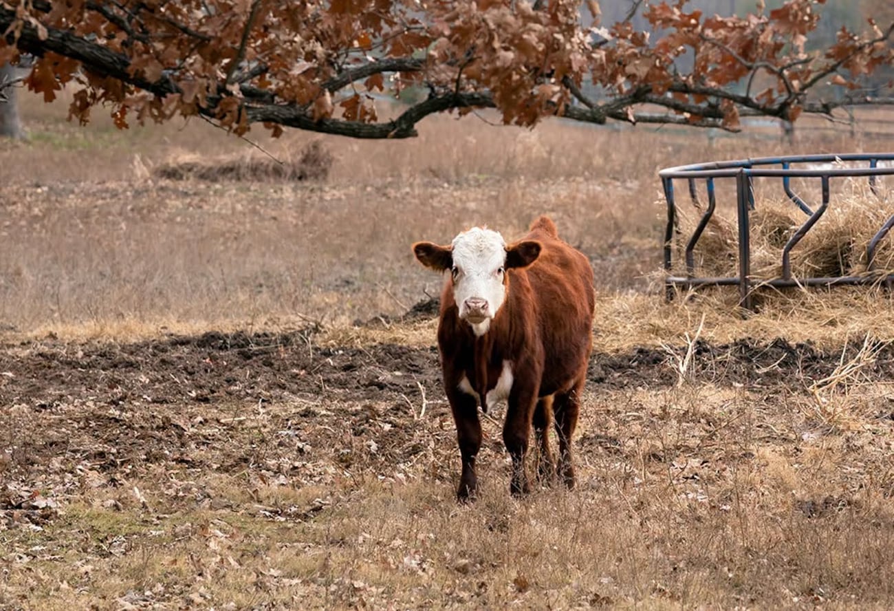 A Hereford heifer stands in a pasture.