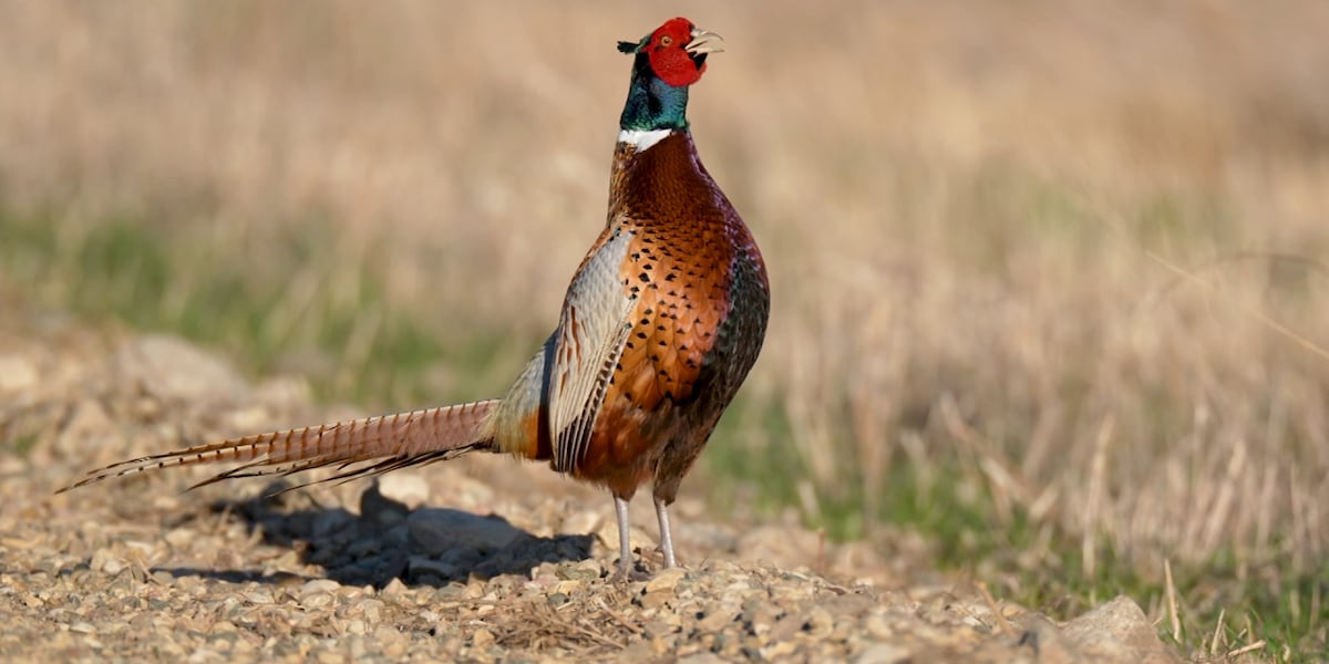 Pheasant numbers up, pronghorn survey begins as North Dakotans head outdoors this summer