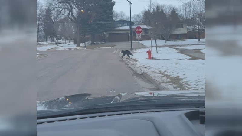 North Fargo Bear (Courtesy: Fargo Police)
