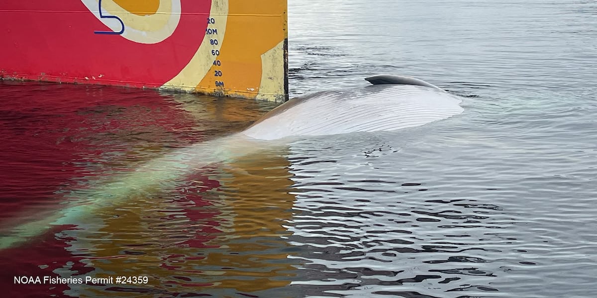 Whale found dead on ship