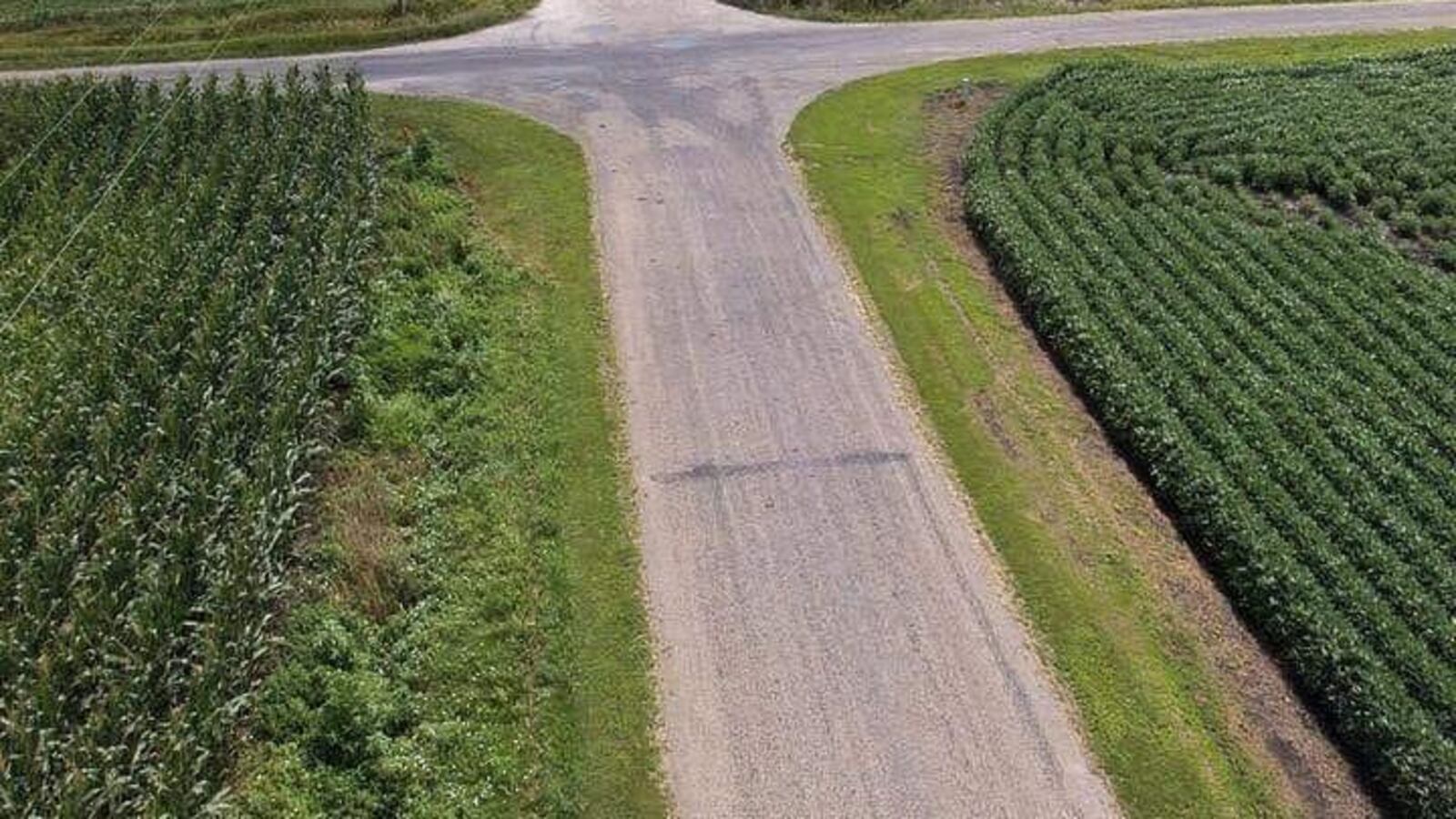 Tall crops could cause blind intersections on rural roads