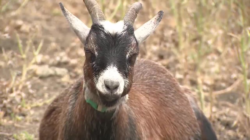 A homeowner’s association sued a Laguna Hills family after they built a fence to prevent...