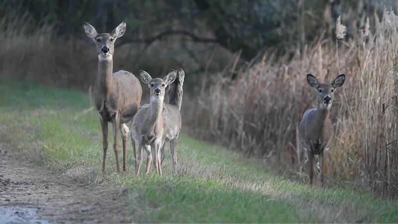 Valley News Live at 5:00PM On KVLY